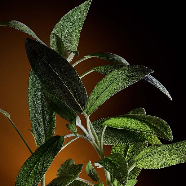 Clary Sage Heart Note